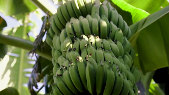 A banana plant in a food forest