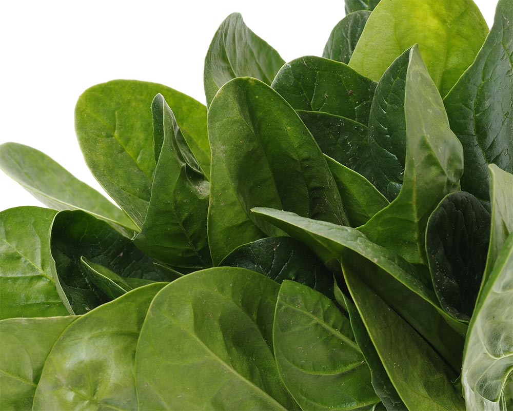 Fresh green spinach bunch