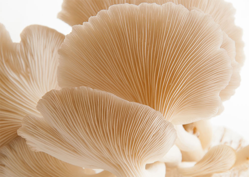 Pearl Oyster Mushroom Grow Bag from Mighty Mushrooms Urban Farm, $20 per bag, local delivery only