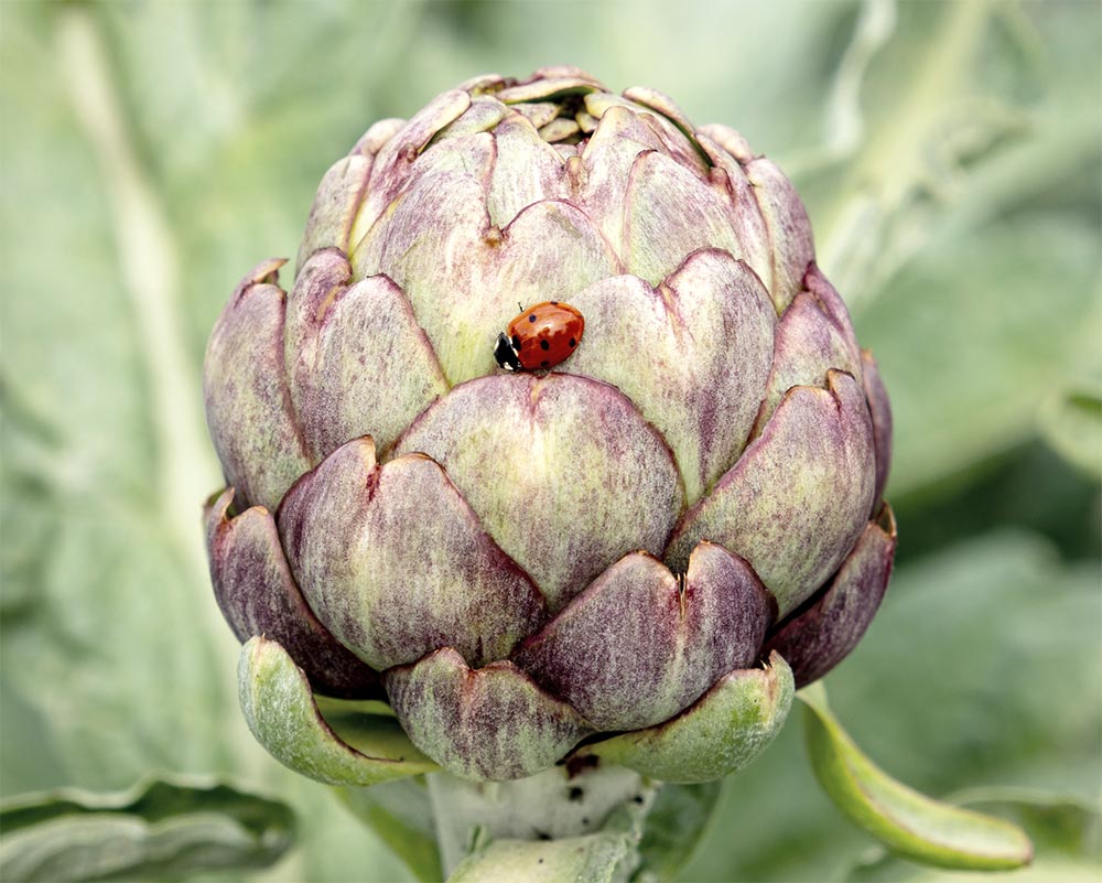An artichoke plant with a ladybird on it